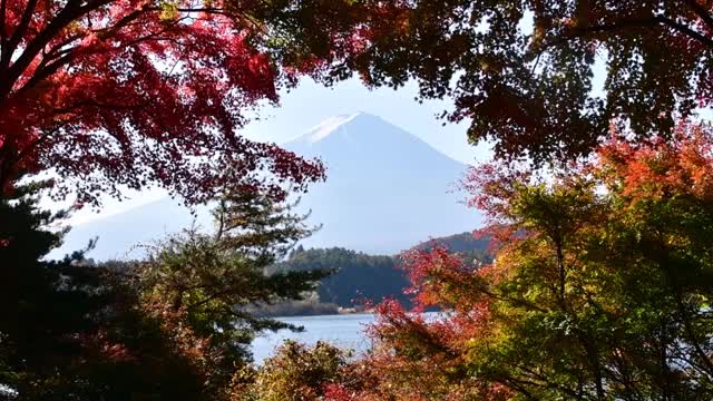 富士五湖的秋叶色:川口湖视频素材