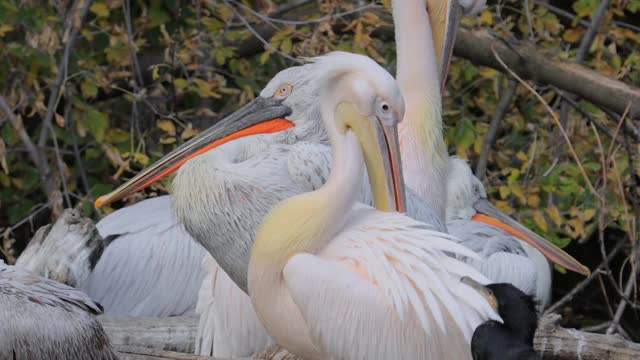 达尔马提亚鹈鹕(Pelecanus crispus)是鹈鹕家族中最大的成员，也许是世界上最大的淡水鸟类，尽管在重量和长度上可以与最大的天鹅媲美。视频素材