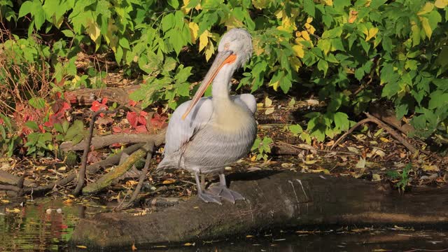 达尔马提亚鹈鹕(Pelecanus crispus)是鹈鹕家族中最大的成员，也许是世界上最大的淡水鸟类，尽管在重量和长度上可以与最大的天鹅媲美。视频素材