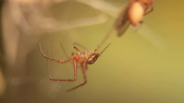 近距离微距拍摄的一只蜘蛛抓住了受害者，并把它缠在了网上。视频素材