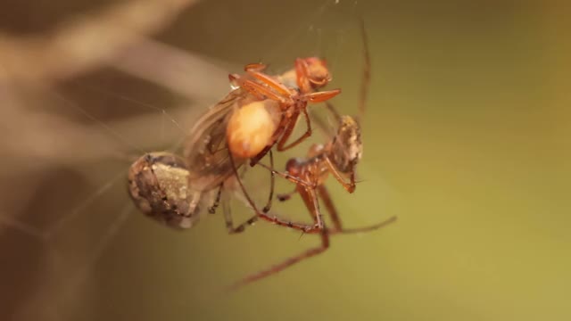 近距离微距拍摄的两只蜘蛛争夺捕获的受害者视频素材