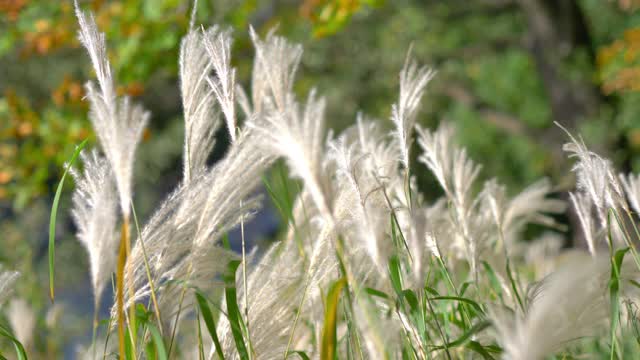 长草随风摇摆，4k慢镜头60fps视频素材