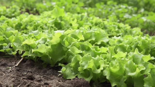 有机农场种植绿叶生菜、有机蔬菜。有选择性的重点视频素材