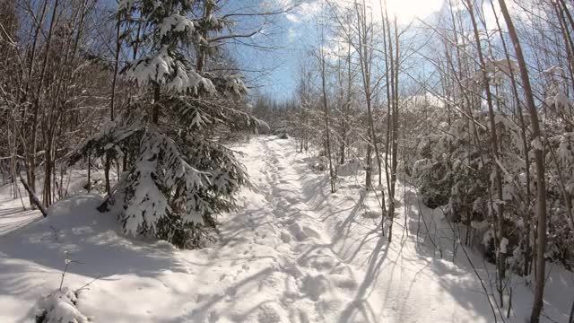 穿过覆盖着积雪和阳光的冬日森林视频素材