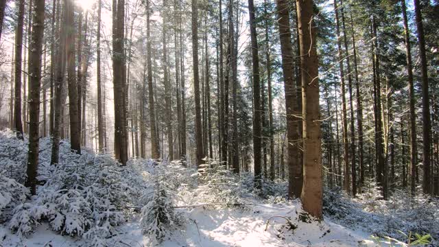 冬季的山地森林覆盖着积雪和阳光视频素材