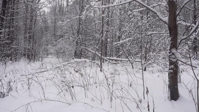 洁白的雪落在美丽的冬天的森林里。高质量的慢动作视频。视频素材