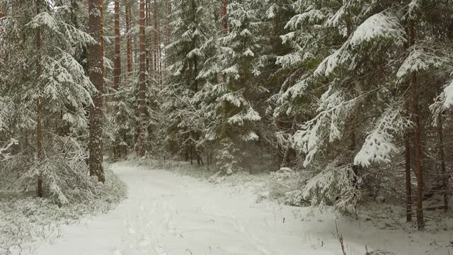 美丽的冬天的风景。新鲜的白雪落在森林的道路上。视频素材