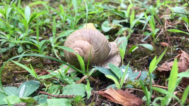 花园带壳的蜗牛视频下载