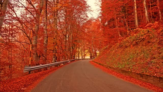 狭窄的柏油路在金秋的山腰间迤逦而下视频素材