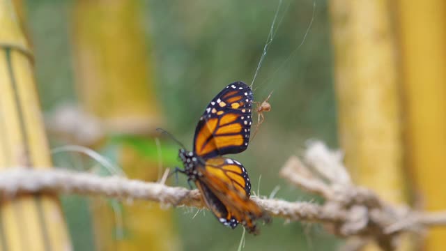 被蛛网困住的蝴蝶，慢镜头180帧/秒视频素材