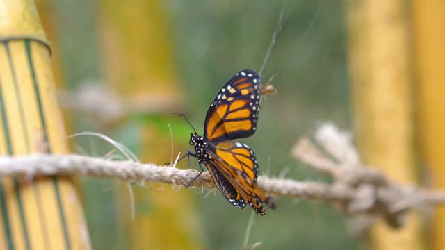 被蛛网困住的蝴蝶，慢镜头180帧/秒视频素材