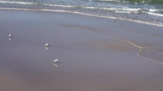 海鸥聚集在海边觅食视频素材