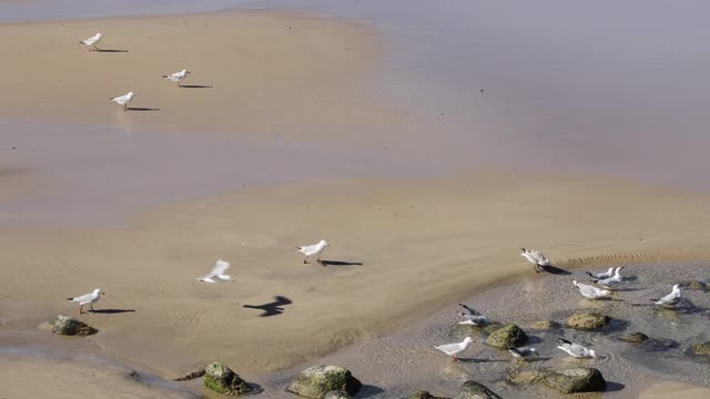 海鸥聚集在海边觅食视频素材