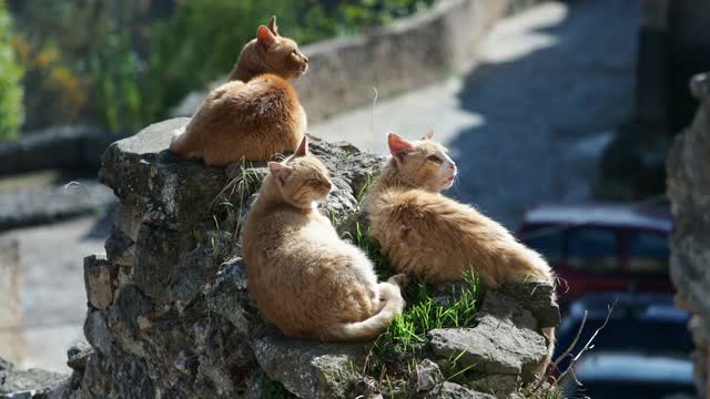 一群流浪猫在墙上休息，在街上晒太阳。视频素材