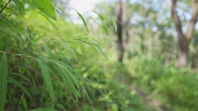 两名徒步旅行者在光线明亮的丛林中穿过摄像机视频素材