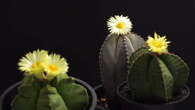 美丽的Astrophytum myrio柱头在黑色背景上的静物摄影，多色的仙人掌盆栽植物装饰在房子，选择性聚焦，自由的空间为文本。视频素材