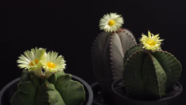 美丽的Astrophytum myrio柱头在黑色背景上的静物摄影，多色的仙人掌盆栽植物装饰在房子，选择性聚焦，自由的空间为文本。视频素材