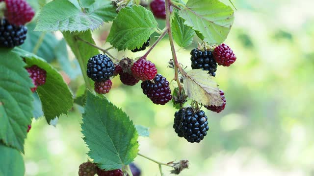 特写一束黑莓在花园里的灌木在阳光明媚的日子视频素材