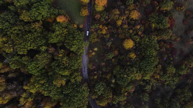 一辆汽车正行驶在被树木覆盖的乡村道路上视频素材