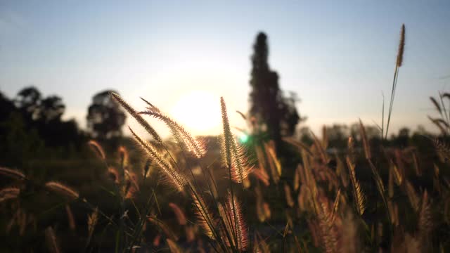 草花在风中摇曳，夕阳前的4k视频视频素材