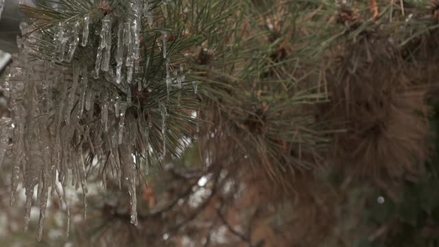 松树上的冰柱上滴落的水珠视频素材