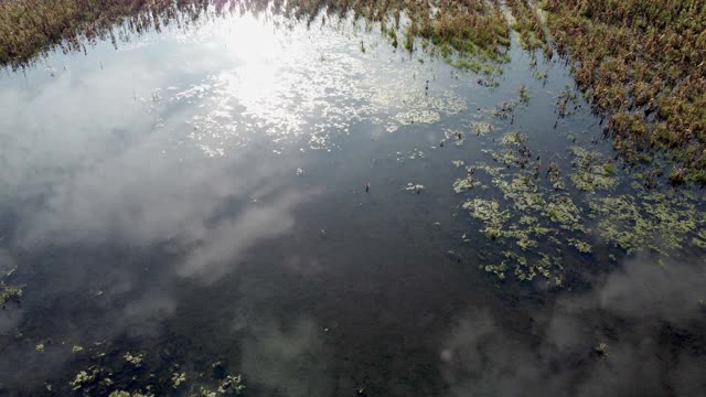 在夏末或秋末的时候在田里收获干燥的玉米秸秆。气候、乡村。视频素材