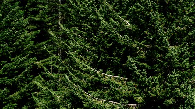 鸟瞰图的风景山和树视频素材