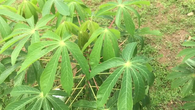 风吹着木薯叶视频素材