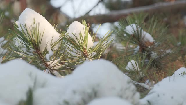 细雪飘落在一棵松果被雪覆盖的松树上视频素材