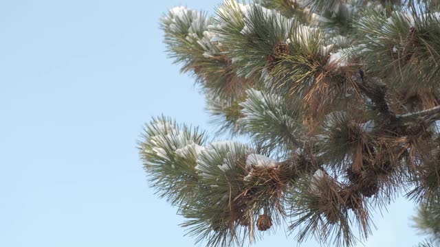 细雪飘落在一棵松果被雪覆盖的松树上视频素材