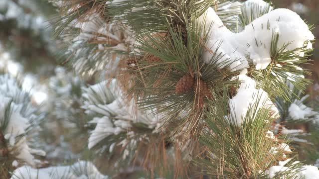 细雪飘落在一棵松果被雪覆盖的松树上视频素材