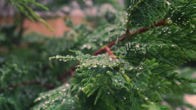 枝头洒满了雨滴视频素材