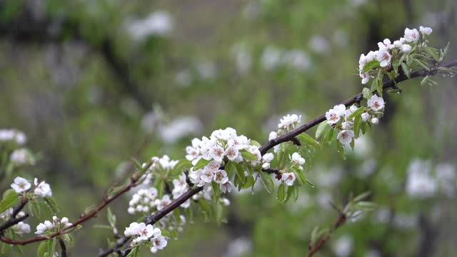 花梨树枝头缀着小白花，雨水浇灌着视频素材