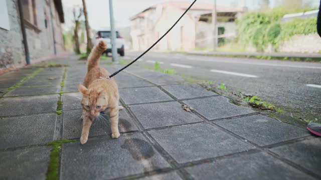 用皮带在户外遛猫视频素材