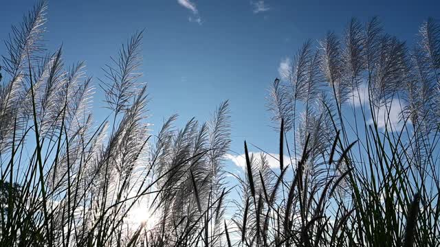 芦苇在风和阳光下摇摆。野草随风在天空中摇摆视频素材