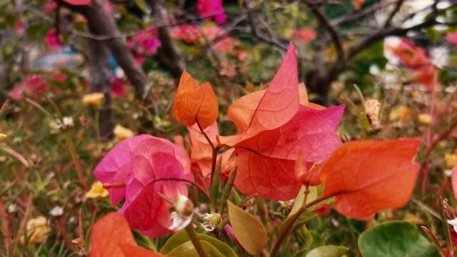 花红色的叶子花属视频素材