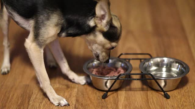 小猎犬在吃碗里的食物视频素材