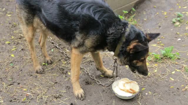 恶狗吃东西，狂吠着激怒了牧羊犬视频素材