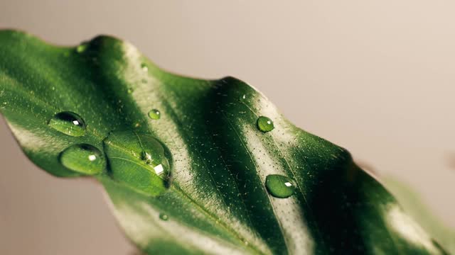 雨滴落在绿叶上视频素材