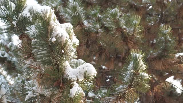 细雪飘落在一棵松果被雪覆盖的松树上视频素材