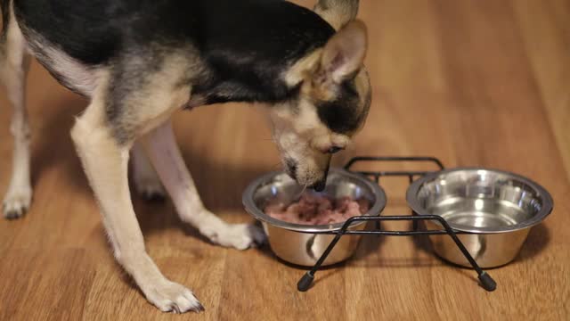 小玩具犬狗吃罐装食品，吃软的天然食品有食欲，享受美味均衡的新鲜食品视频素材