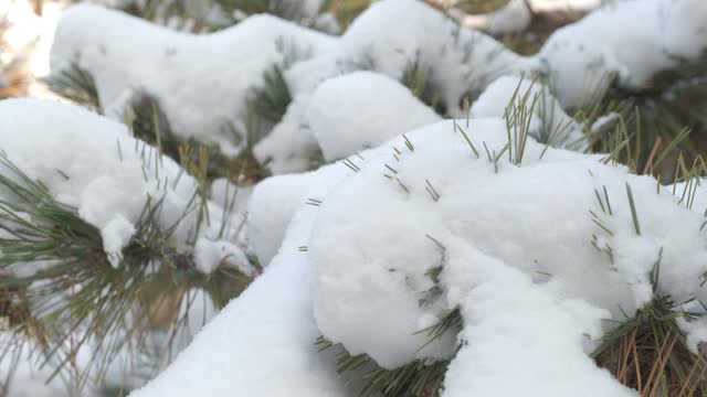 细雪飘落在一棵松果被雪覆盖的松树上视频素材