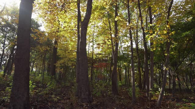 秋天的森林风景/京畿道，韩国视频素材