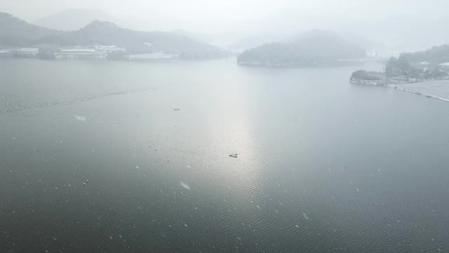 雪天/韩国河上的一群大雁视频素材