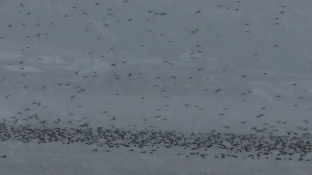 雪天/韩国河上的一群大雁视频素材