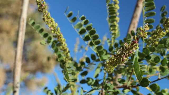 紫穗木加利福尼亚水果-圣贝纳迪诺MTNS - 070920 v a视频素材