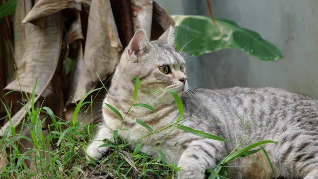 斑猫混合美国短毛和波斯猫寻找一个鸟的声音雷达耳朵在花园白蚁分部。视频素材