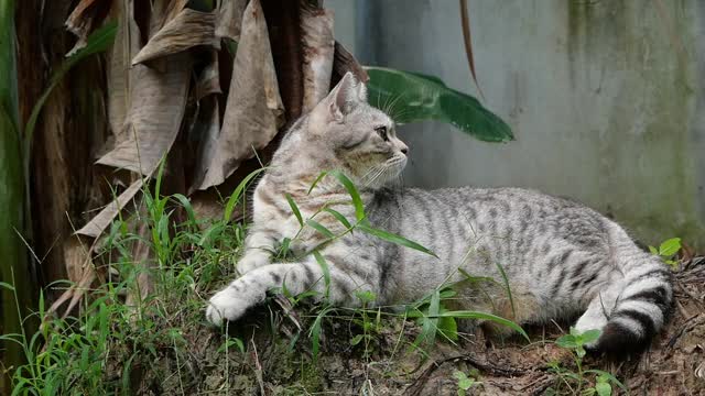 斑猫混合美国短毛和波斯猫寻找一个鸟的声音雷达耳朵在花园白蚁分部。视频素材