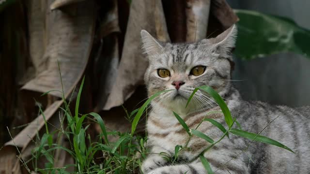 斑猫混合美国短毛和波斯猫寻找一个鸟的声音雷达耳朵在花园白蚁分部。视频素材