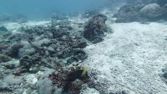 野生礁章鱼觅食水下珊瑚礁视频素材